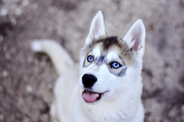 Husky portrait