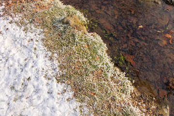 Forest stream in winter