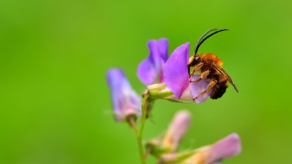 wild bee  533
