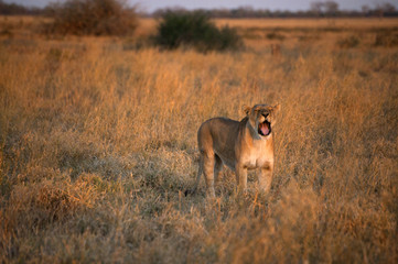 Fototapeta na wymiar lion yawning in the savannah