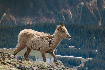 mountain goat in the mountains