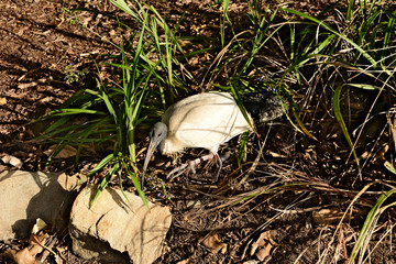 White ibis walking in a bush