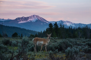 antelope in the dusk