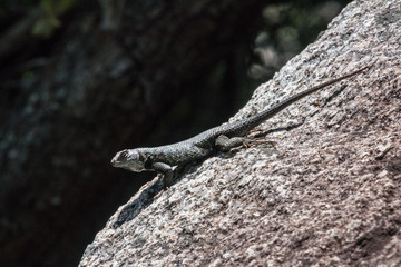 lizard on a rock
