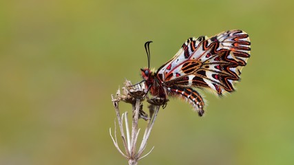 Zerynthia polyxena 535