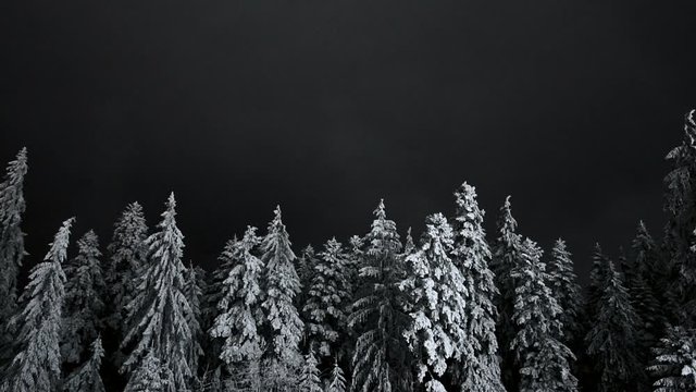 pine trees with snow, winter timelapse
