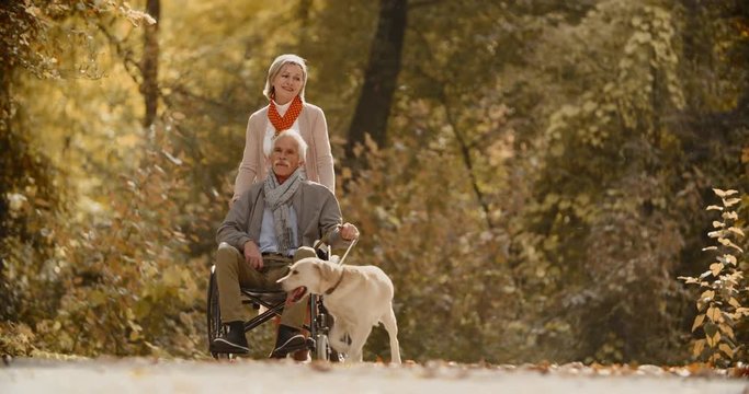 Senior caucasian woman going down the road in autumn park with her paralyzed husband in wheelchair, walking theit cheerful golden labrador - old people, retirement 4k