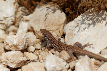 Common wall lizard basking on a stones