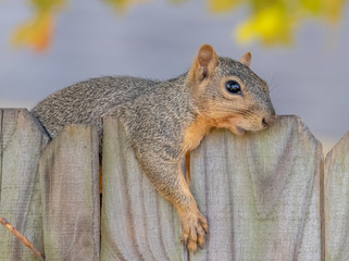 Fox Squirrel resting on a fence