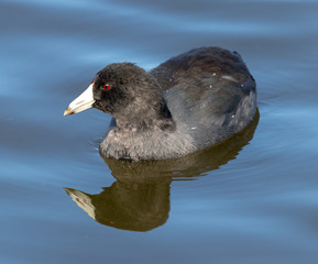 American Coot out for a swim.
