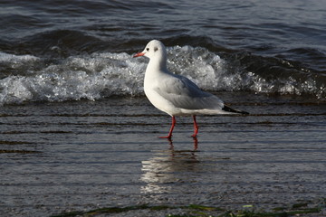 Common seagull in wave observation