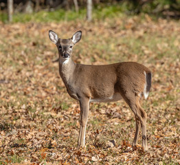 An attentive White-tailed Deer