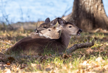 White-tailed Deer resting in the shade near the lake.