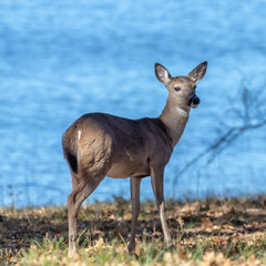 A young White-tailed Doe