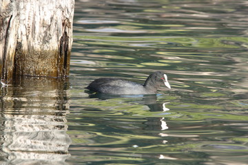 Coot species is omnivorous