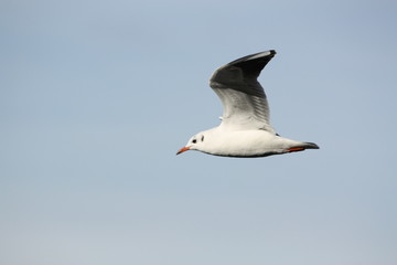 Gull wings opening