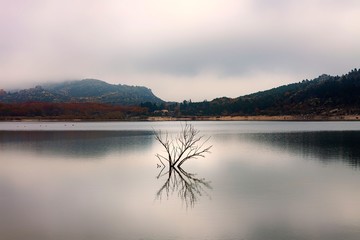 ARBUSTO FLOTANDO EN EL LAGO Y MONTAÑAS AL FONDO