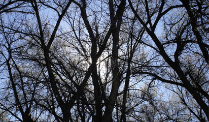 Naked branches of trees against the sky. Background with trees