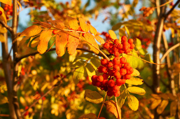 Red ashberry in the fall with yellow leaves at sunset.