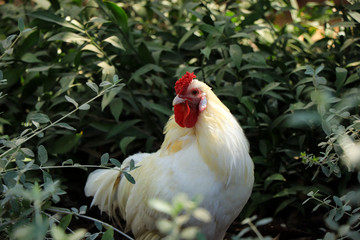 Rooster in a field