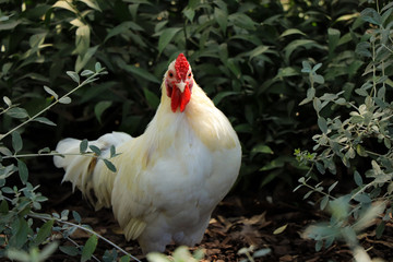 Rooster in a field