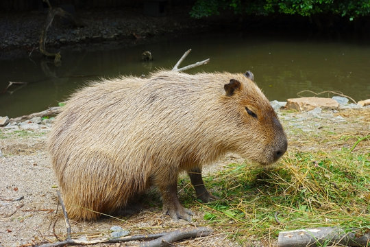 Kapybara is fed with herbal food