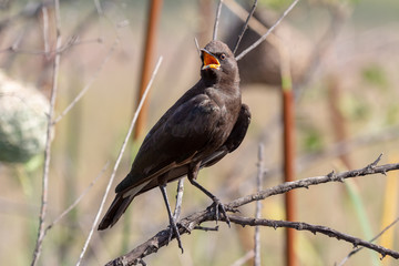 Pied starling or African pied starling (Lamprotornis bicolor) calling