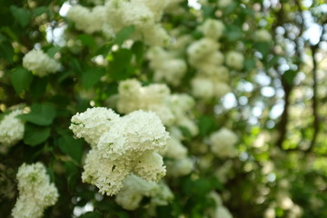 branch of white lilacs blooming in spring