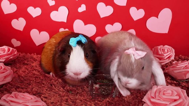 Bunny lop rabbit and cavy guinea pig together loves each other pet love friendship animal friends