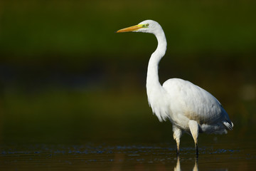 Great white egret (Egretta alba)