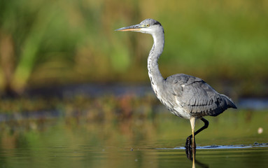 Grey heron (Ardea cinerea)