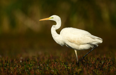 Great white egret (Egretta alba)