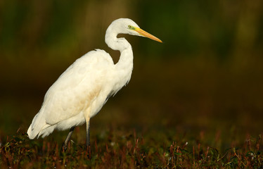 Great white egret (Egretta alba)