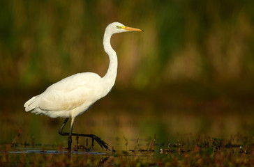 Great white egret (Egretta alba)