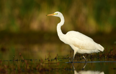 Fototapeta premium Great white egret (Egretta alba)