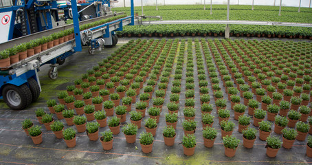 Serra di produzione di azalee