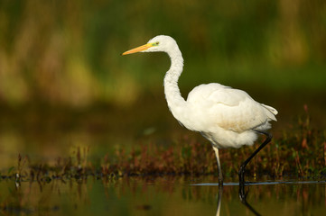 Great white egret (Egretta alba)