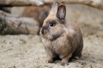 Full body of smoky-brown-grey domestic pygmy rabbit