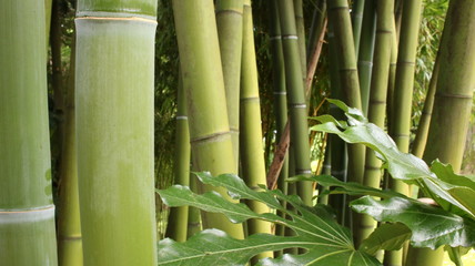 bamboo background