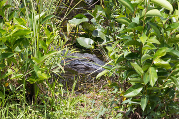 everglades national park