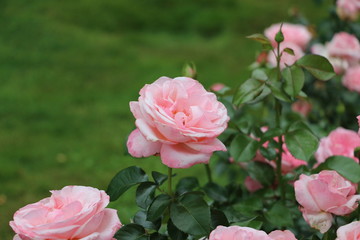 rose