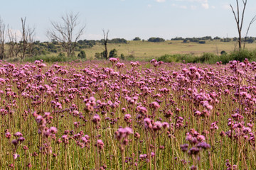 Landscape of pompom weed