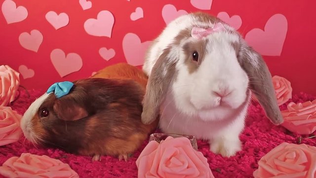 Bunny lop rabbit and cavy guinea pig together loves each other pet love friendship animal friends
