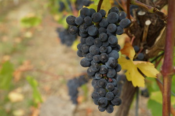 Blaue Weintraube am Rebstock