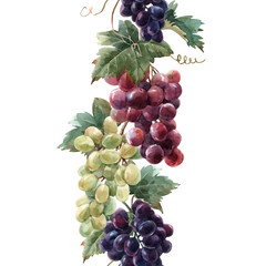 Obraz premium Watercolor grape vector pattern