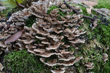 Pilze und Moose auf einem Baumstumpf