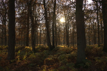 Fototapeta premium Złoty jesienny las z paprociami w wieczornym słońcu