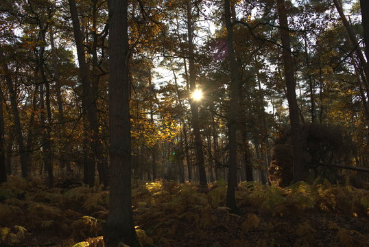 Goldener Herbstwald mit Farnen in der Abendsonne © Ines