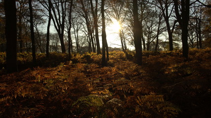 Obraz premium Goldener Herbstwald mit Farnen in der Abendsonne