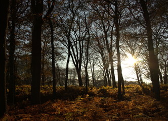 Goldener Herbstwald mit Farnen in der Abendsonne